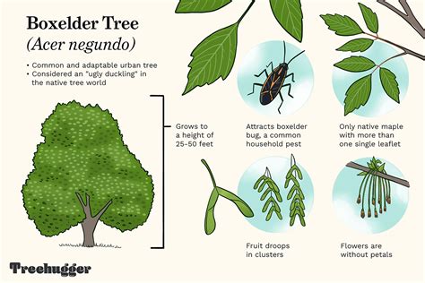 box elder tree distribution|box elder tree identification pictures.